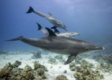 海豚生态来自内部