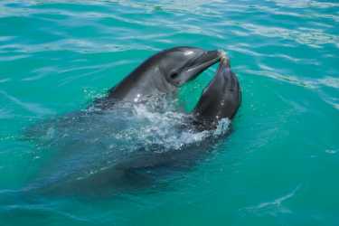 海豚的基因向我们展示了如何聚合智力