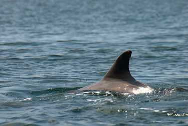 海豚演变为群体由海洋条件