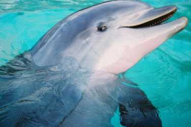 康复中的海豚获得听证测试