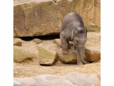 克里特岛的矮猛犸象:Mammuthus Creticus