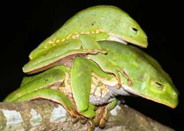 厄瓜多尔转储亚马逊最生物多样性保护区