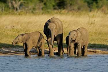肯尼亚增加的大象数字