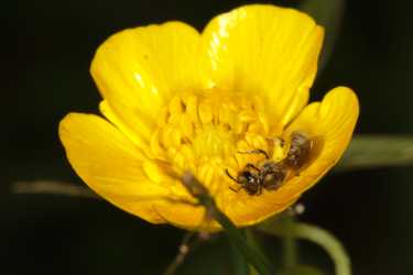 11个新蜜蜂种类
