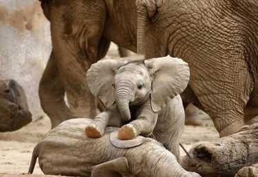 沙漠大象-自然，养育，我们爱他们无论如何!