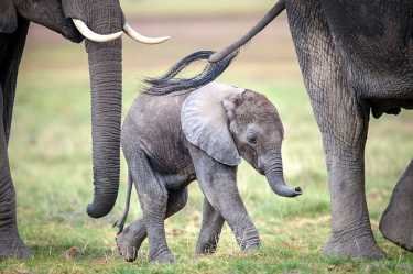 婴儿大象去了中国假期！