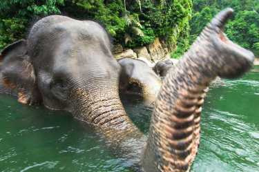 大象帮助国家公园，稀有老虎，犀牛和其余的！