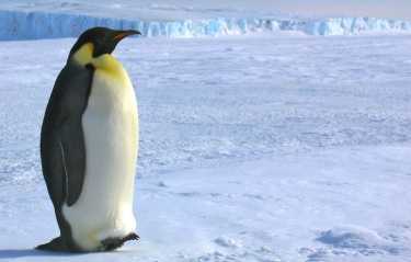 有史以来最高的企鹅被发现