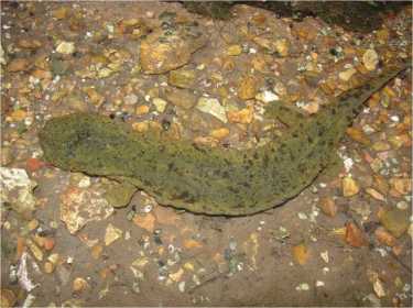 Endangered salamander study looks for clues to amphibian decline