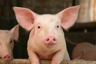 废物处理的环境影响大规模养猪生产