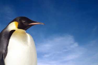 专家们对“快乐大脚”企鹅的未来存在争议