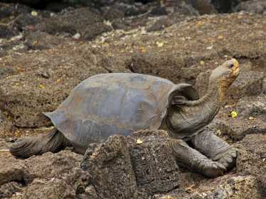 科学家们说，'灭绝的'巨头Floreana乌龟可能会活着