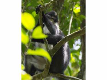 在婆罗洲雨林中发现了'灭绝的猴子