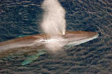 Baja加利福尼亚州的合作鳍鲸