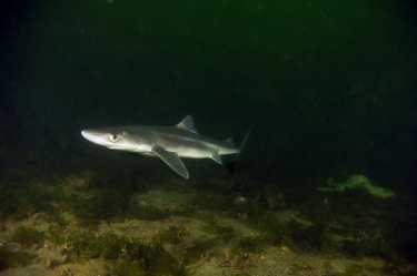 发现罚款鲨鱼在新西兰的海岸上洗了