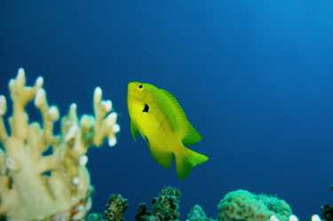 珊瑚礁生态系统退化中的鱼类竞争