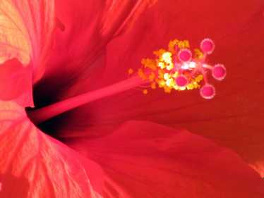 传粉:花是繁殖大师