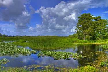 从垃圾场到野生动物的天堂——沼泽地树岛的新理论