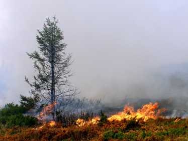研究表明，气候变化改变了野火的风险