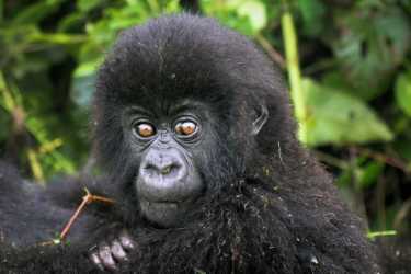 Virunga国家公园安全 - 现在