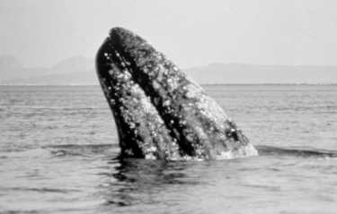 国际科学家联合跟踪濒危鲸鱼