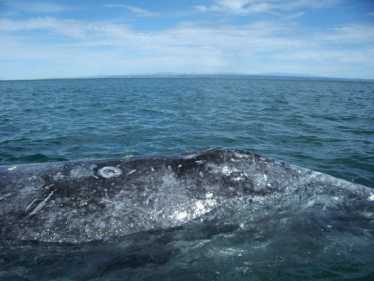 批判性濒危鲸鱼面临新石油开发的新鲜威胁