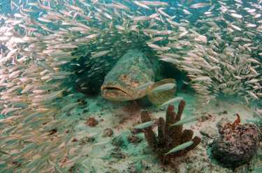 歌利亚石斑鱼的回归是一个成功的故事——更新