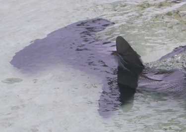 北马里亚纳领导太平洋岛屿对抗鲨鱼长须鲸