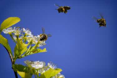蜂蜜蜜蜂擦拭可能是由Phorid飞行引起的