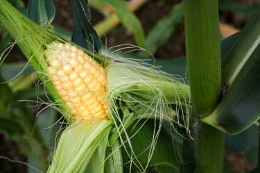 最热门的最难的 - 非洲的玉米脆弱的气候变暖