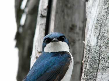 人为的噪声影响筑巢的鸟类