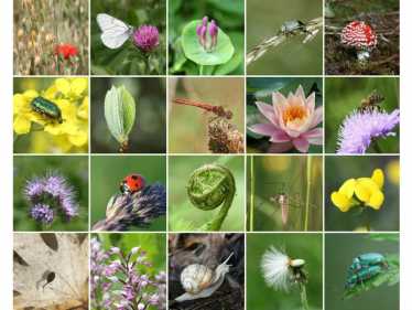 国际生物多样性日 -  2013年5月22日