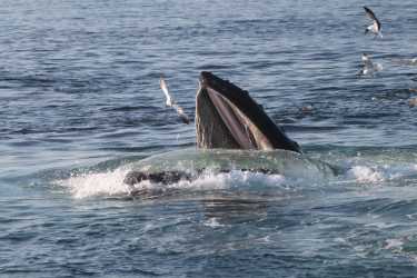 国际交易鲸鱼保护区