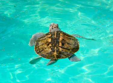 Kemp的ridley海龟被科学拯救了吗？