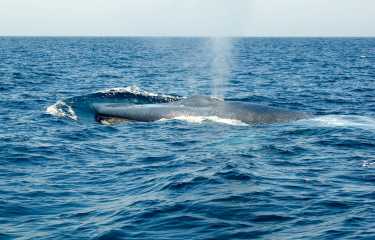 杀死船速度不是说鲸鱼,野生动物保护组betway必威官网平台