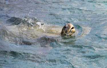 棱皮龟日志在大西洋