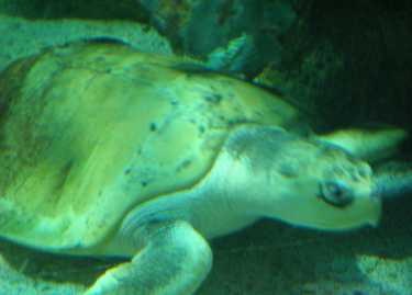 科学家首次追踪皮革龟龟旅行