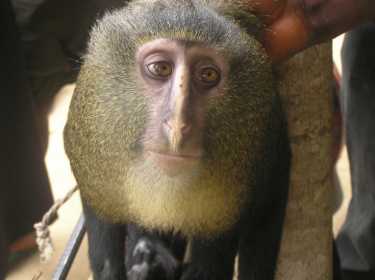 满足Lesula,刚果的五彩斑斓的新物种的猴子