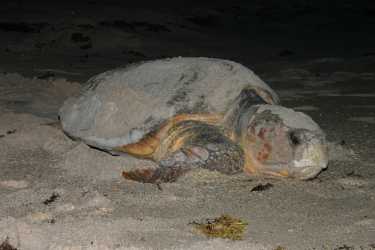 一些红海龟的数量下降到濒危状态