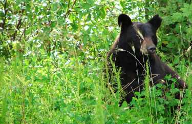 孤独的雄性黑熊负责大多数对人类的攻击