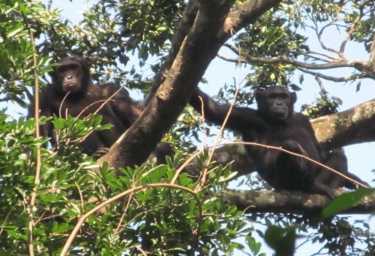 拯救刚果黑猩猩！
