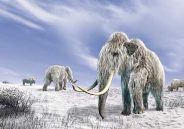 Mammoth Cloning可能