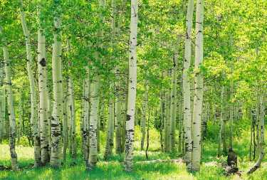 管理的森林可以吸收更多的碳