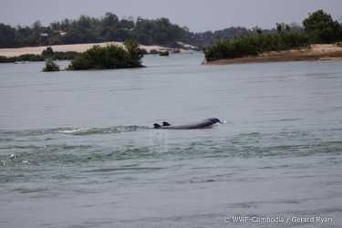 湄公河伊洛瓦底海豚面临灭绝