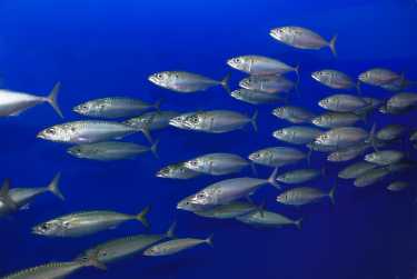 在鱼类中，溴浓度和汞沉积之间的因果关系