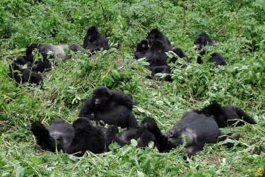 大猩猩还是石油:维龙加问题