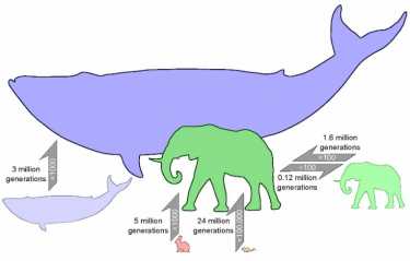 哺乳动物的进化:从老鼠到大象的大小需要2400万代