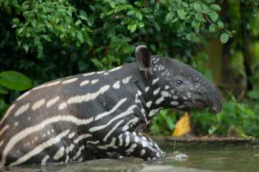 Tapirs失去栖息地，他们仍然被猎杀！