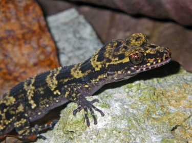 来自巴布亚新几内亚的Bumblebee Gecko  -  Nactus Kunan