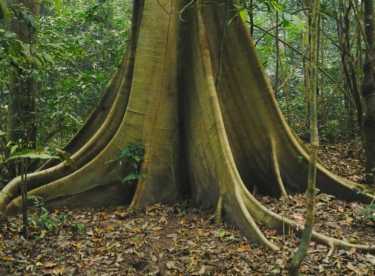 天然森林群落依赖于依赖土壤的植物